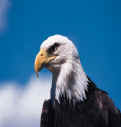 second eagle