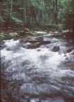 Smokies Stream